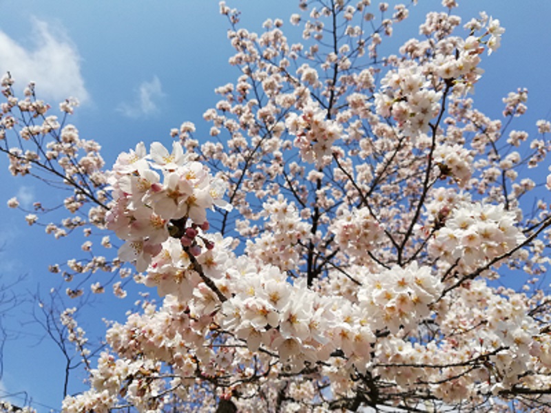 sakura